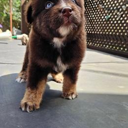 Reese's - Red tri-color female Australian Shepherd puppy in Fultonville, New York from Sandy Aussies & Pomeranians