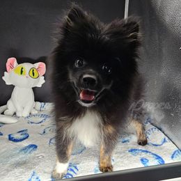 Pepper's Black Magic Woman - Black and brindle female Pomeranian puppy in Plant City, Florida from Pepper's Pomeranians
