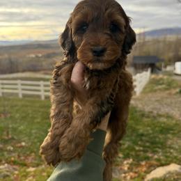 English Springer Spaniel, Poodle, and Springerdoodle Puppies from Little Mountain Springers, Springerdoodles & Poodles