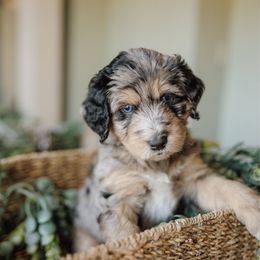 Winnie - Blue merle female Aussiedoodle puppy in Greensboro, North Carolina from Glendale Doodles