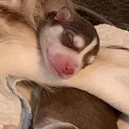 Siberian Husky Puppies from TRUHUSKY SIBERIANS