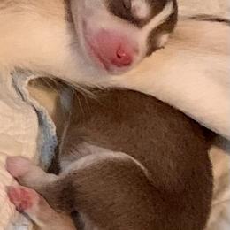 Siberian Husky Puppies from TRUHUSKY SIBERIANS