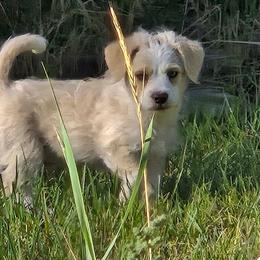 Boy 3 - Gold and white male Shihpoo puppy in Junction, Utah from Sugar Doodles