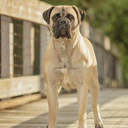 Bullmastiffs from Mearas Bullmastiffs