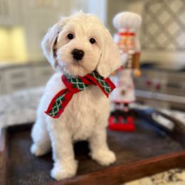 Australian Labradoodle Puppies from Berrybrook Doodles