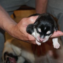 Millie - Alaskan Malamute puppy in Cokato, Minnesota from WinterStarz Alaskan Malamutes