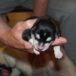 Millie - Alaskan Malamute puppy in Cokato, Minnesota from WinterStarz Alaskan Malamutes