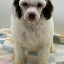 Piglet - Parti female Poodle puppy in Wheatland, California from Sapphire Ridge Poodles
