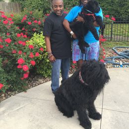 Black Russian Terrier and Cavalier King Charles Spaniel Puppies from Ocean Gem & Guardian Bears
