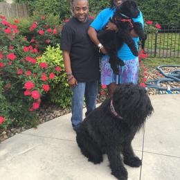 Black Russian Terrier and Cavalier King Charles Spaniel Puppies from Ocean Gem & Guardian Bears