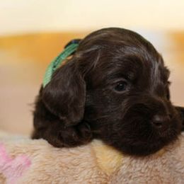 Cockapoo Puppies from JP Cockapoos LLC