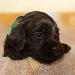 Cockapoo Puppies from JP Cockapoos LLC