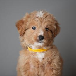 Yellow - Red male Bernedoodle puppy in Caldwell, Idaho from Boise Doodle Co.