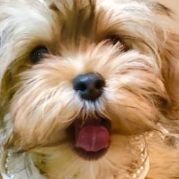 Cavapoos and Havanese from King Lionheart Puppies