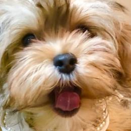 Cavapoos and Havanese from King Lionheart Puppies