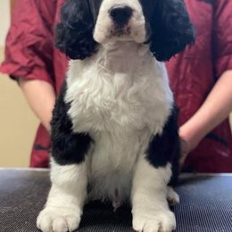 English Springer Spaniel Puppies from Ocoee English Springer Spaniels