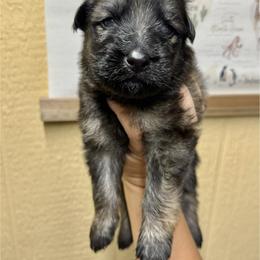 Half Dome - Yellow boy - Sable male German Shepherd puppy in Oakley, California from Von Guadachi German Shepherds & Audacity Border Collies