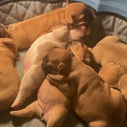 French Bulldogs from Home Grown Frenchies