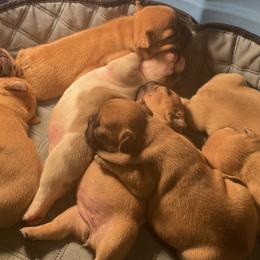 French Bulldogs from Home Grown Frenchies
