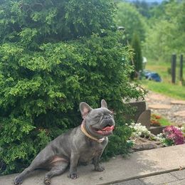 French Bulldogs from Krystal Cochran's French Bulldogs