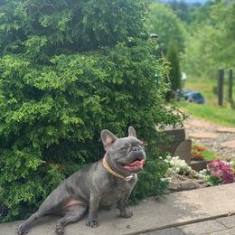French Bulldogs from Krystal Cochran's French Bulldogs
