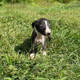 Bella - Black and tan female Italian Greyhound puppy in Wilkes Barre, Pennsylvania from Laraz Pupz