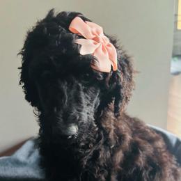 Pink - Black female Poodle puppy in Danville, Indiana from Traci's Poodles