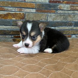 Girl 2 - Black and tan female Pembroke Welsh Corgi puppy in Visalia, California from VIP Stables