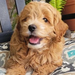 Goldendoodle and Poodle Puppies from Gorgeous Goldendoodles