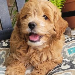 Goldendoodle and Poodle Puppies from Gorgeous Goldendoodles