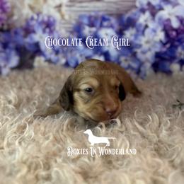 Chocolate Cream - Cream female Dachshund puppy in Rainier, Oregon from Doxies in Wonderland