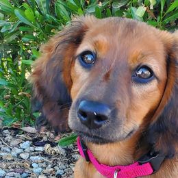 Dachshunds from CCN4 Dachshunds