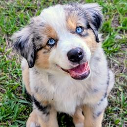 A - Blue merle male Miniature Australian Shepherd puppy in Florida from All Champions Mini Aussies & ABW Great Danes