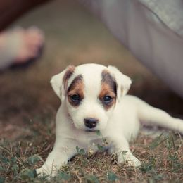 Jack Russell Terrier Puppies from Little Eden Jack Russell Terriers