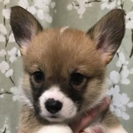 Angel - Fawn female Pembroke Welsh Corgi puppy in Indian Valley, Idaho from Indian Valley Corgies