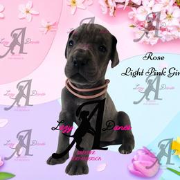 Rose Light Pink Girl - Blue female Great Dane puppy in Longview, Texas from Lazy A Danes