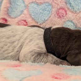 German Shorthaired Pointer Puppies from Hanaway GSPs