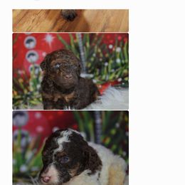 Poodle Puppies from Trisha's Poodles