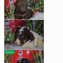 Poodle Puppies from Trisha's Poodles