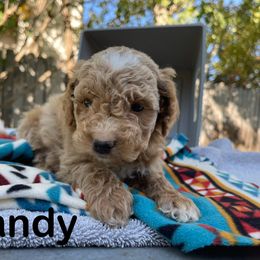 Aussiedoodle, Bernedoodle, Bernese Mountain Dog, and Sheepadoodle Puppies from Draper Mountain Doodles