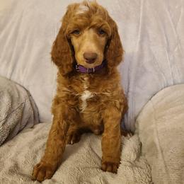 Purple Collar - Red  male Poodle puppy in Colorado Springs, Colorado from Silly's Standard Poodles