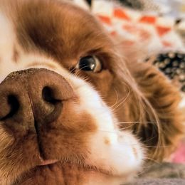 Cocker Spaniels from Lucky Doodle Creations