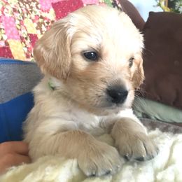 Goldendoodle Puppies from CharLia's Holistic English Cream Golden Retrievers & Doodles