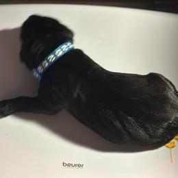 Miracle City Blue - Black male Cane Corso puppy in Conroe, Texas from Miracle City