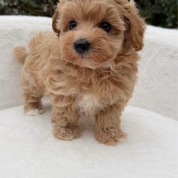 Olive - Champagne female Maltipoo puppy in Charles City, Virginia from Historic triangle doodles Charles City, Virginia