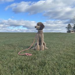 Bernedoodles and Goldendoodles from Spring Day Doodles