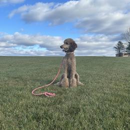 Bernedoodles and Goldendoodles from Spring Day Doodles