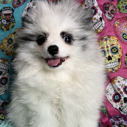 AKC TSUNAMI - Blue merle female Pomeranian puppy in Watkins Glen, New York from Wicked Spirits Pomeranians
