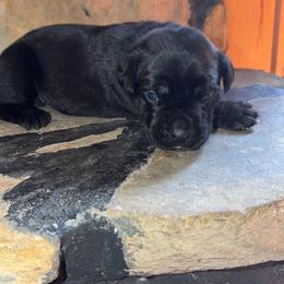 White Collar Female - Black female Cane Corso puppy in Jasper, Alabama from C&M Cane Corso