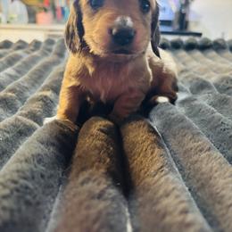 Dachshund Puppies from MI Dachshunds